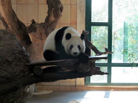Giant Panda At Vienna Zoo David Jones Flickr