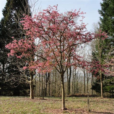 Prunus cerasus flowering tree flowers, group of beautiful white petals tart dwarf cherry flowers in bloom.beautiful floral spring abstract background of nature. Prunus 'Kursar' Tree | Flowering cherry tree, Cherry ...