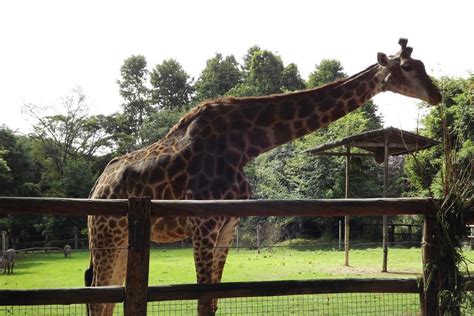 Esqueleto Da última Girafa Do Zoológico De Bh Será Exposto Em Museu Da