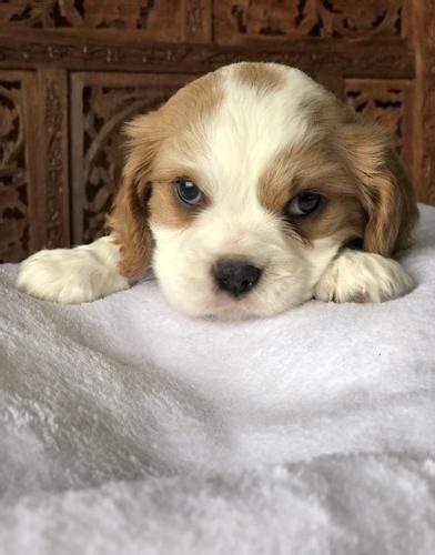 Whether it be frolicking on the expansive lawns, romping if you give us a call we would gladly let you know if and when we will have cavalier king charles puppies for sale in massachusetts. Cavalier King Charles Spaniel Puppy for Sale - Adoption ...