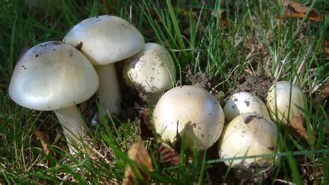 Do Poisonous Mushroom Look Identical To Edible Mushrooms