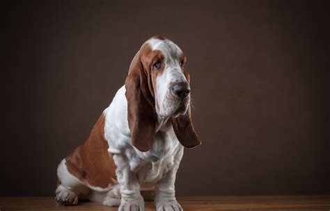 Basset Hound Wallpaperhd Animals Wallpapers4k Wallpapersimages