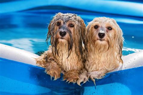 20 races de chiens qui aiment l eau