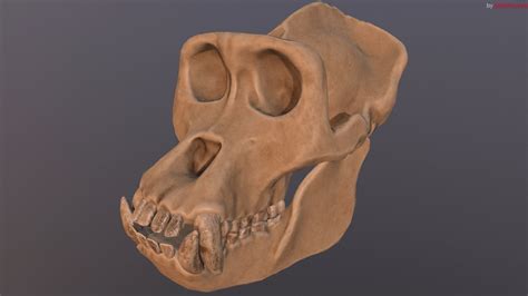 3d Male Gorilla Skull Refined Scan Cgtrader