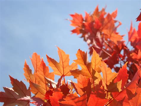 Blue Skies Art Prints Orange Red Autumn Leaves Baslee Troutm