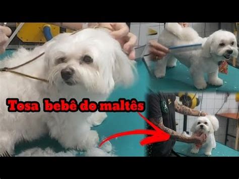 Tosa bebê do maltês na tesoura e adaptadores baixo ficou show YouTube
