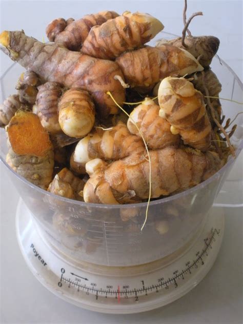 To grow turmeric, you need to purchase turmeric rhizomes. On The Green Side Of Life: Growing Turmeric Rhizomes