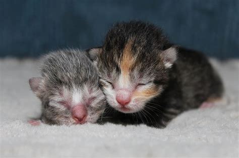 When Do Kittens Open Their Eyes Newborns Development Pet Keen