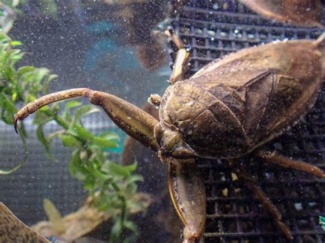 Breeding Of Giant Water Bug Rearing And Breeding Of Diving Beetles