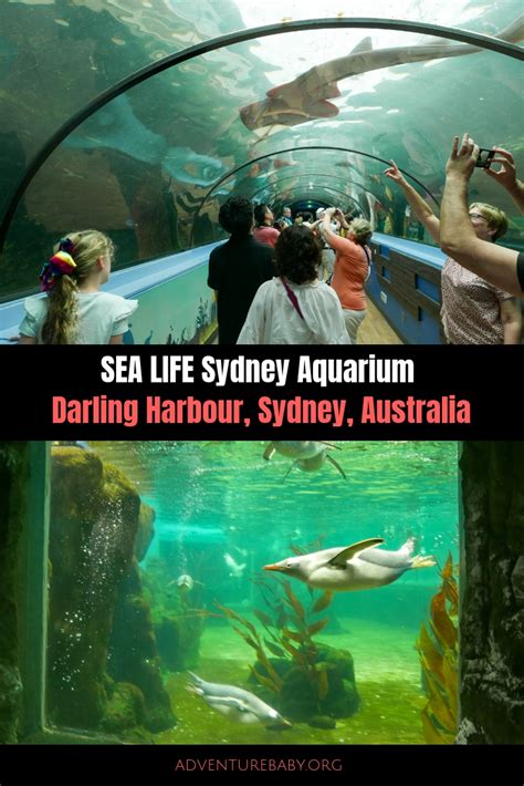 Sea Life Sydney Aquarium Darling Harbour Australia Adventure Baby