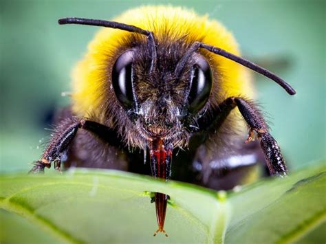 Bumblebee Face Earthsky