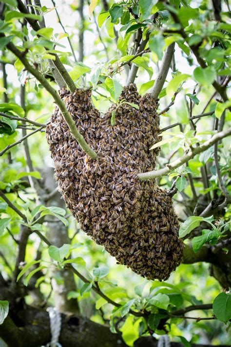 Grundsätzlich sind bienen im garten ohne behördliche genehmigung oder besondere qualifikationen als imker erlaubt. Unser Garten - Jahresrückblick 2018 - Der kleine ...