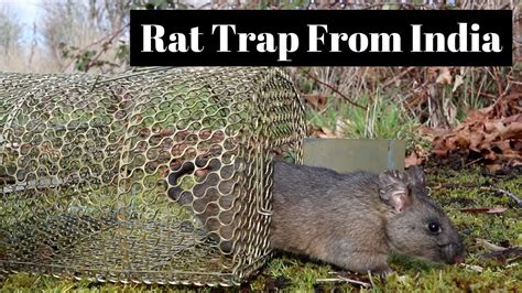 Best Bait For Rat Trap India Reta Schofield