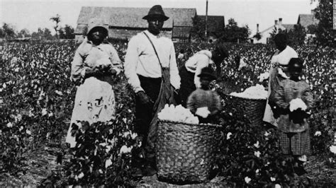 African American Men Women And Children Pick Cotton In A Cotton Field