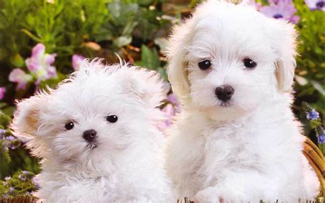 Cute Puppies Puppies Wallpaper 16094555 Fanpop
