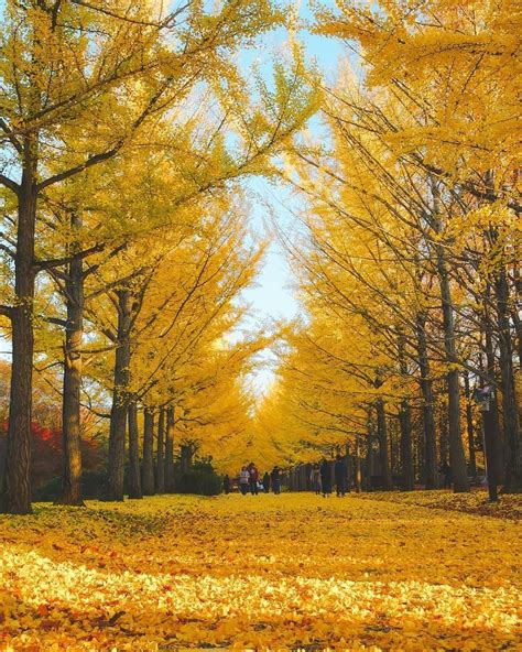 Visit Japan Check Out The Gorgeous Ginkgo Trees In Season During This