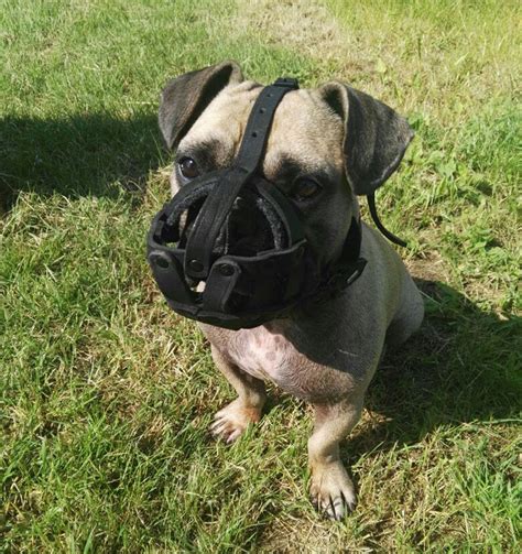 The french bulldog is a brachycephalic dog, meaning that they have a short, squat face that leads to shortened airways when compared to the muzzles of other dogs. French Bulldog Dog Muzzle for Daily Use - £28.90