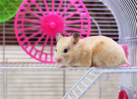 Hamster Habitats Where Do Hamsters Live Petmd