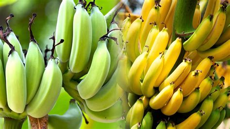 Blue Cold Blogs Banana Ripening Process