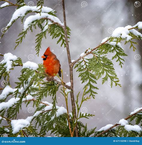 Northern Cardinal In Snow Stock Photo Image Of Orange 67110298
