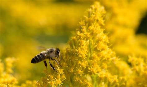 Flowers play a key role in attracting pollinators. 22 PROVEN Flowers That Attract BEES! 2020 Guide - Bird ...