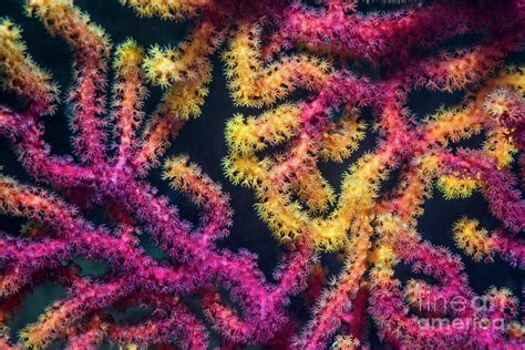 Gorgonian Sea Fan Photograph By Georgette Douwma Science Photo Library Pixels