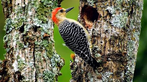 Red Bellied Woodpecker Drilling A Nesting Cavity Youtube