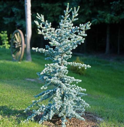 Cedro Azulado Cedrus Atlantica Glauca — Plantamus Nursery Online