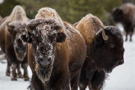 Die Eindrucksvollsten Tiere Kanadas Ichbinreisende