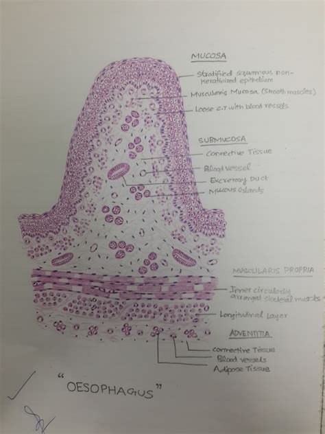 Vascular smooth muscle refers to the particular type of smooth muscle found within, and composing the majority of the wall of blood vessels. Histology Diagrams for 2nd Year MBBS