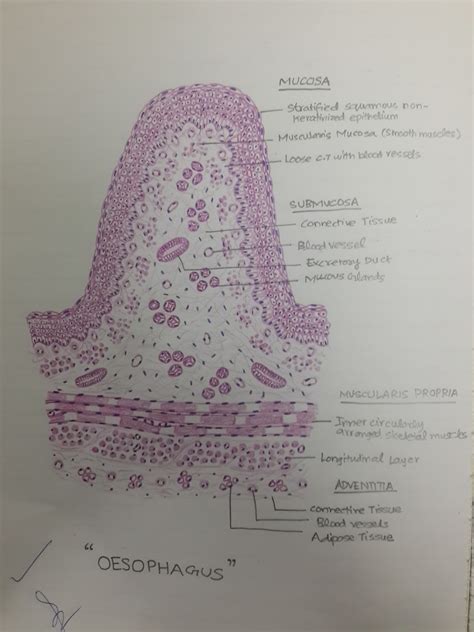 In this report, we assessed their roles by analyzing mice deficient of myl9, a. Histology Diagrams for 2nd Year MBBS