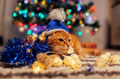 Ginger Cat Acostado Bajo El árbol De Navidad Jugando Con Luces Y Oropel En Casa Año Nuevo Foto