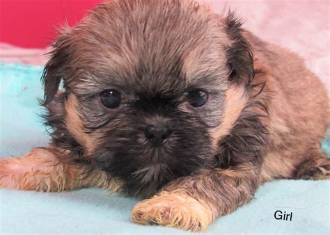 Shih Tzu Puppies For Sale Rochester Ny 303176