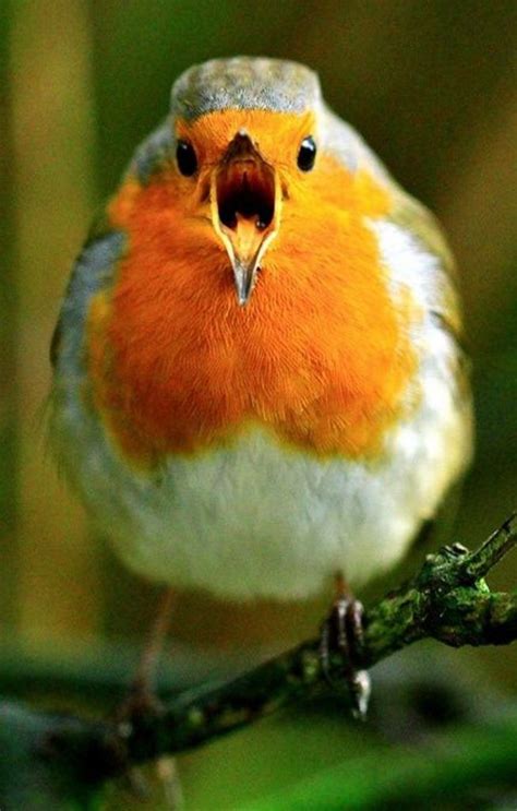 20 Funny Birds Pictures In The World Funny Birds Beautiful Birds