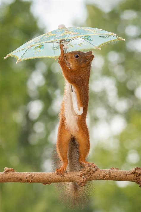 Just Stopped Raining Squirrel Pictures Cute Animals Beautiful Creatures