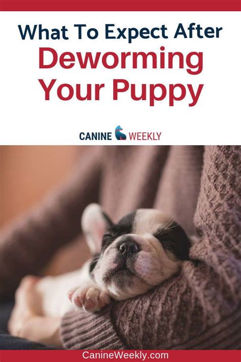 Deworming Puppies What To Expect After How And When To Worm Puppies