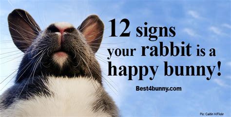 12 Signs Your Rabbit Is A Happy Bunny Best4bunny