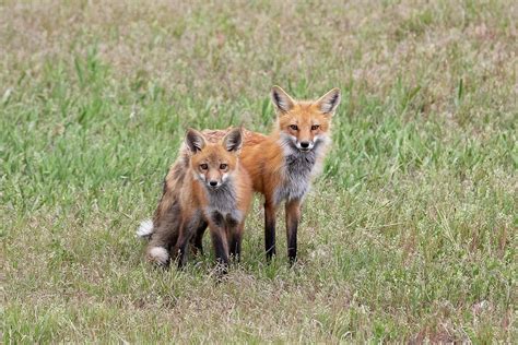 Fox Vixen And Her Kit Photograph By Tony Hake Fine Art America