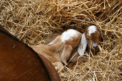 Baby Nubian Goats