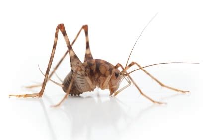 Camels are a mammal of the camelidae family. Crickets and Other Bugs Seek Water. Water Leads to Mold