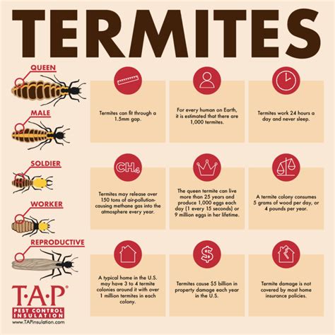 Termite Facts Tap® Pest Control Insulation Tap® Pest Control Insulation