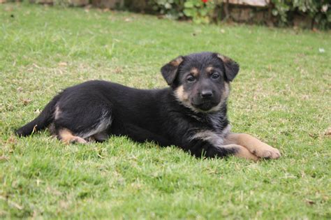 To Get Your Own Puppy Kindly German Shepherd Alexandria