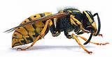 Is A Hornet A Wasp Photos