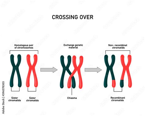 Chromosomal Crossover Genetic Recombination During Meiosis Exchanged