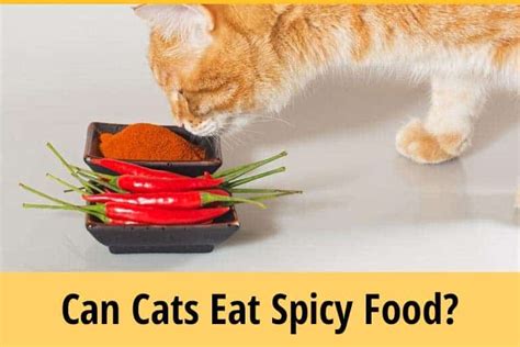 Although you may have a desire to share your spicy food with your furry friends, you should never do so. Can Cats Eat Spicy Food? (Things You Should Avoid ...