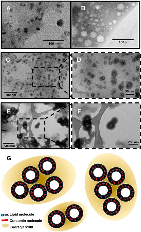 Figure 2 From Encapsulation Of Curcumin Loaded Liposomes For Colonic