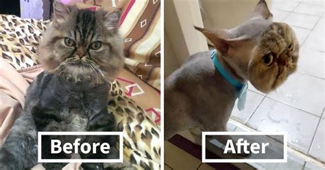 Our cat groomer has over 12 years experience and is prepared to exceed your expectations. Owner Surprised After Taking Her Cat To A Groomer | Bored ...