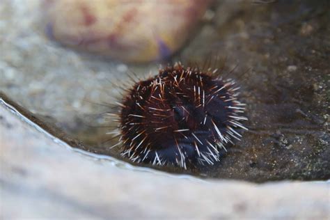 Sea Urchin Hawaiian Marine Life