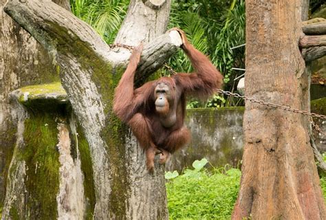 Premium Photo Portrait Female Orangutan With Hanging Pose