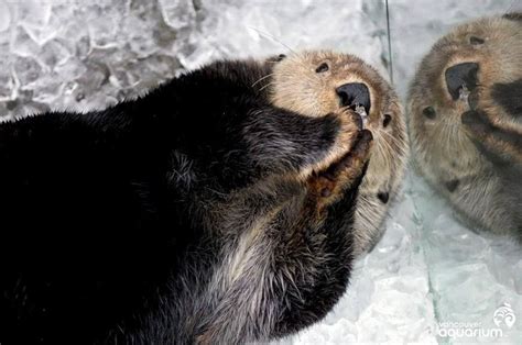 We did not find results for: Vancouver Aquarium on Twitter | Sea otter, Otters ...